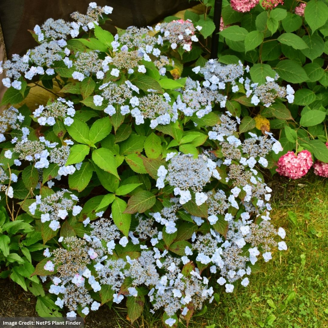 Hydrangea Serrata – Tiny Tuff Stuff – #3 Container